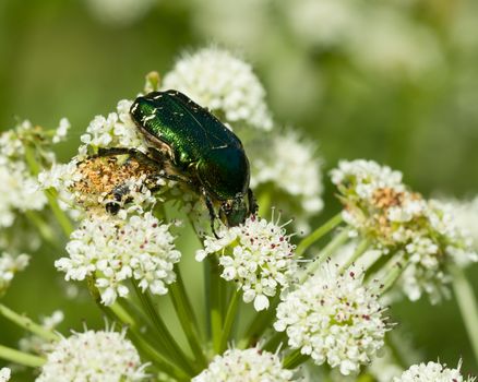 Iridescent green Rose Chafer beetle