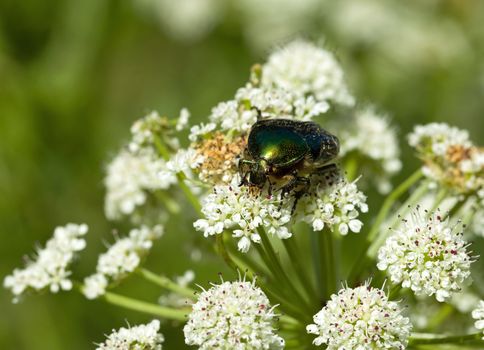 Iridescent green Rose Chafer beetle