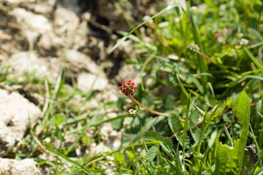 Small red wild flower Salad Burnet in its natural setting on chalk downland, Sussex.