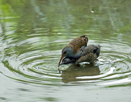 Adult Water Rail feeding young chick.