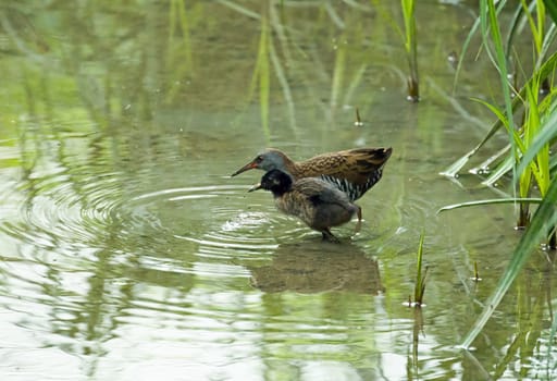 Infrequently seen adult Water Rail with young Water Rail