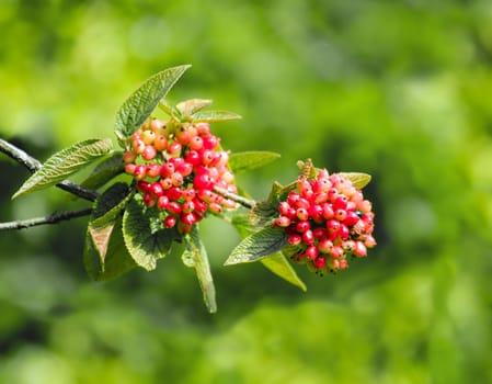 Fruiting wild Guelder Rose in English countryside, showing berries and leaves.