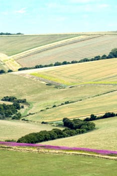 Fields on the South Downs in West Sussex, with Rosebay Willowherb or Fireweed cutting a deep pink line across scene.