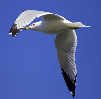 Beautiful isolated image of a flying gull in the blue sky