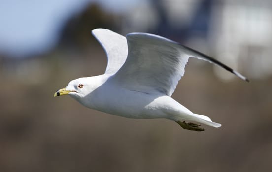 Beautiful picture with a gull flying in the blue sky