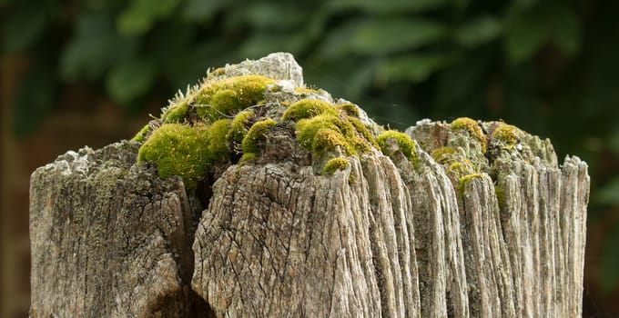 Old, worn, gatepost covered in moss, lichen and cobwebs.
