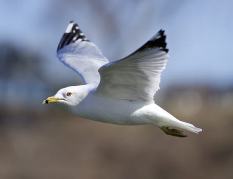 Beautiful isolated closeup with the gull in flight