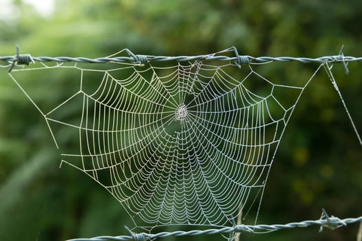 Spider cobweb suspended between rows of barbed wire, with early morning dew.