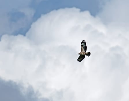 Common Buzzard soaring against cloudy sky.