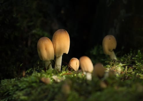 Honey-coloured fungus in woodland, caught in dappled sunlight.