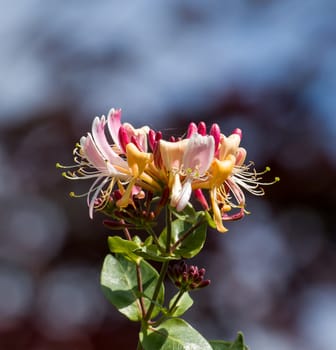Honeysuckle flowers during July.