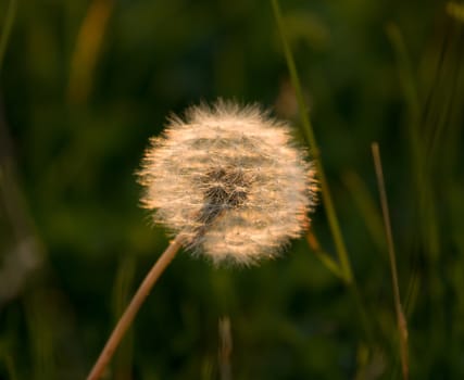 Dandelion seedhead or "clock", backlit by evening sun.