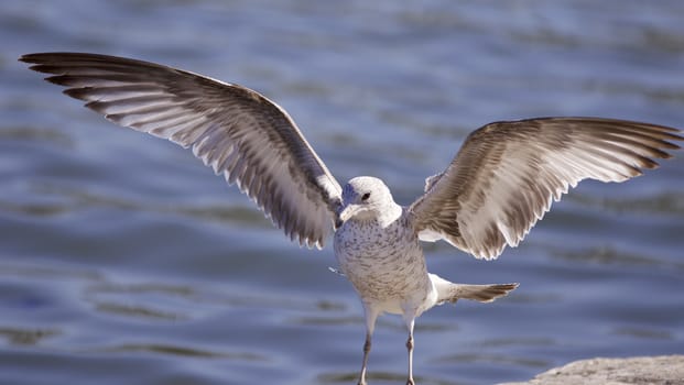 Beautiful photo of a gull staying on the rocks with the wings opened