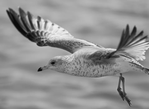 Beautiful black and white image with a flying gull