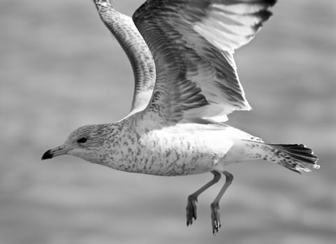 Beautiful black and white background with a flying gull