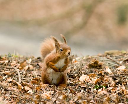 Cute and beseeching Red Squirrel on Brownsea Island, Dorset