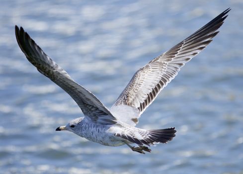 Beautiful background with a flying gull