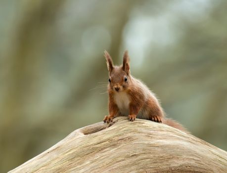 Cure Red Squirrel on log on Brownsea Island, Dorset