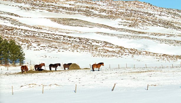 Field with Icelandic horses during winter in Iceland.