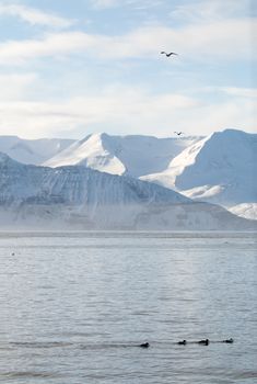 View across Skjalfandi Bay from Husavik in northern Iceland