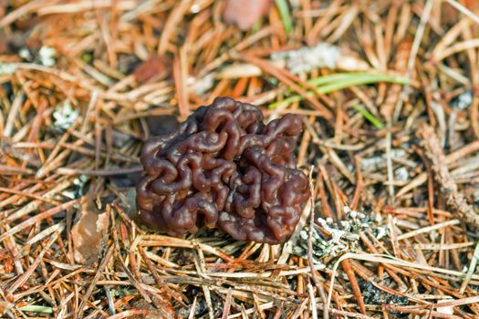 Jelly Fungus growing on woodland path near Nethybridge, Scotland during late March.