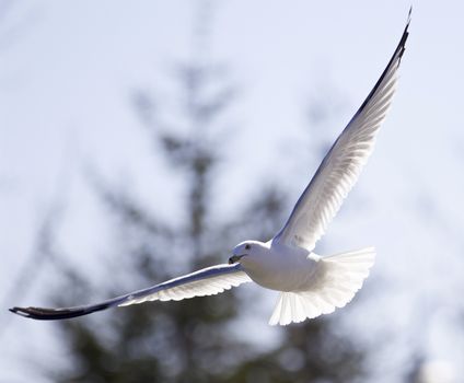 Beautiful isolated picture of the flying gull