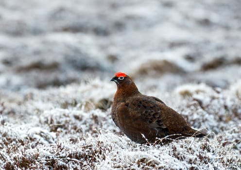Male Red Grouse in snow in Scottish Highlands.