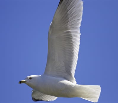 Beautiful isolated image with a flying gull
