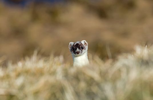 Stoat peeping over crest of hill, still in partial white winter coat.