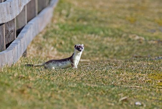 Stoat watching, still in partial white winter coat.