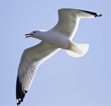 Picture with a screaming gull in the sky