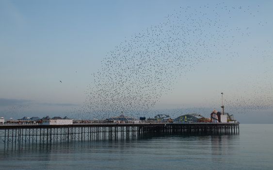 Winter seasonal spectacle of Starling Murmuration over Brighton Pier at sunset.