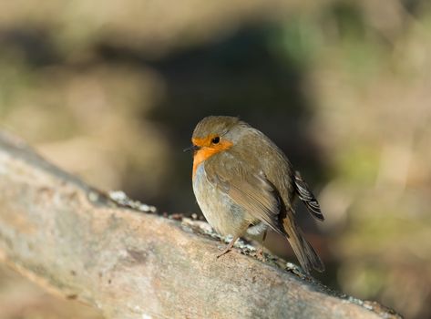 Adult Eurasian Robin in sunshine, looking coy.