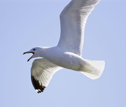 Image with a screaming gull in the sky