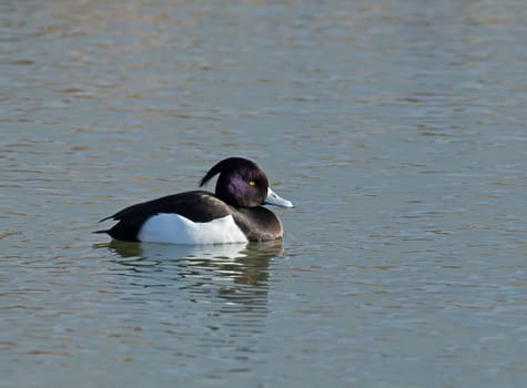 Adult Male Tufted Duck showing iridescent plumage and bright yellow eye.