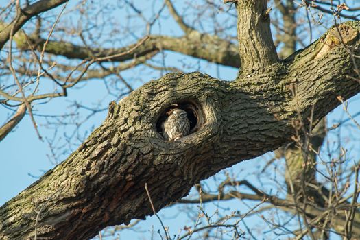 Adult Little Owl roosting in hole in tree