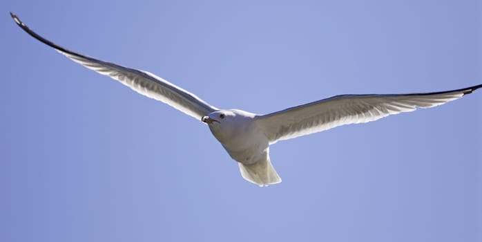 Beautiful isolated photo of a gull in the sky