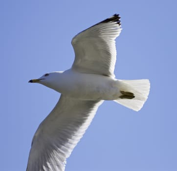 Beautiful isolated picture of the flying gull