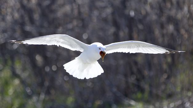 Funny isolated photo of a crazy screaming gull in the sky