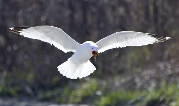 Funny isolated picture of a crazy gull screaming