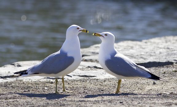 Funny picture with the gulls in love