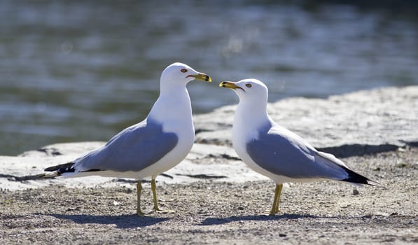 Beautiful isolated image with two gulls in love