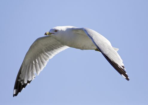 Very beautiful isolated photo of the flying gull with the wings opened