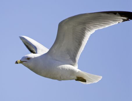 Isolated photo of the gull's flight in the blue sky