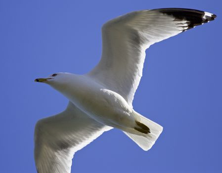 Beautiful gull in the sky