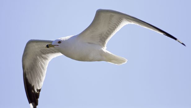 Beautiful isolated photo of a gull in the sky