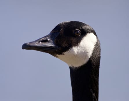 Isolated photo of a cute Canada goose