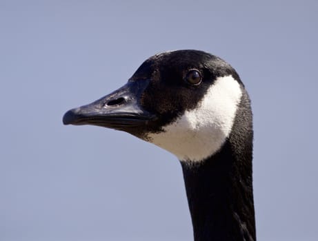 Isolated portrait of a cute Canada goose