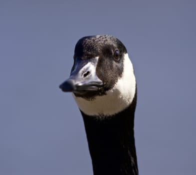 Isolated portrait of a cute Canada goose