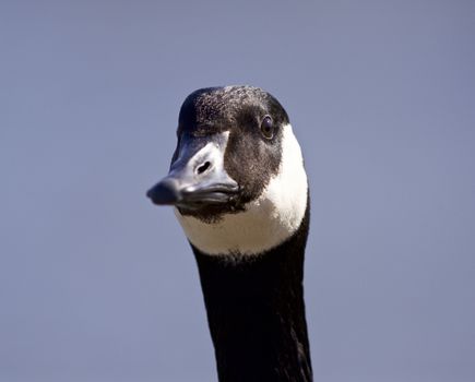 Isolated photo of a cute Canada goose